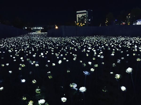 首爾：東大門設計廣場（DDP），期間限定的LED玫瑰花園展。【韓劇＂她很漂亮＂拍攝景點】 - 2016.10首爾單身行 - 雨立今=霠