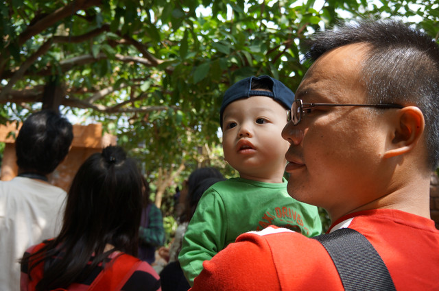 2013年沖繩親子行Day2：OKINAWA水果樂園，隱藏好吃的黑糖。 - 雨立今=霠