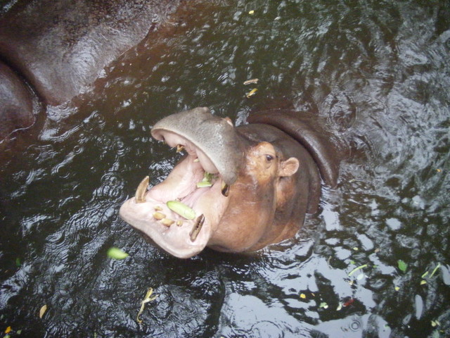 2009.3.14．Day4泰國pattaya：綠山動物園 - 雨立今=霠