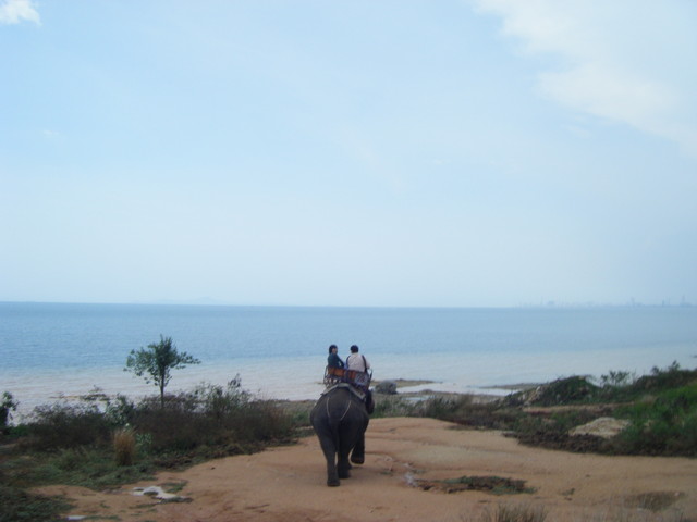 2009.3.13．Day3泰國pattaya：Thai Sea View象棧叢林海岸騎大象 - 雨立今=霠