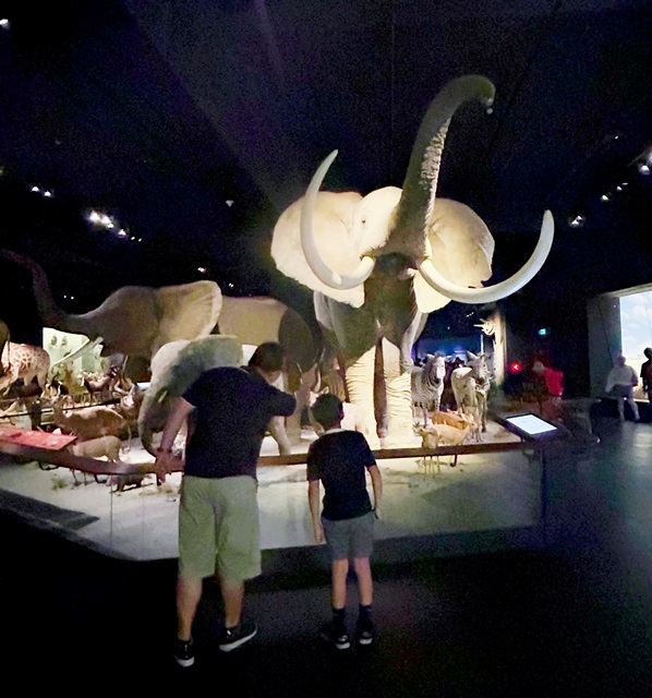 台南室內景點/台南行程:奇美博物館,展覽豐富有趣,可以逛上整日的好地方!台南親子景點推薦,台南雨天備案。 - 台南, 台南仁德景點, 台南博物館, 台南好玩, 台南室內景點, 台南必去, 台南必暑景點, 台南必逛, 台南推薦景點, 台南景點, 台南行程, 台南親子室內景點, 台南親子景點, 台南親子行程, 台南雨天景點, 奇美博物館, 奇美博物館dacrd, 奇美博物館ptt, 奇美博物館一日遊, 奇美博物館交通, 奇美博物館休館, 奇美博物館兵器, 奇美博物館動物, 奇美博物館展館介紹, 奇美博物館展館推薦, 奇美博物館常設展, 奇美博物館必看, 奇美博物館必逛, 奇美博物館推薦, 奇美博物館樂器, 奇美博物館營業, 奇美博物館紀念品, 奇美博物館親子, 奇美博物館適合小朋友嗎, 奇美博物館門票, 奇美博物館開館時間, 奇美博物館館藏, 臺灣博物館推薦 - 雨立今=霠